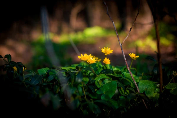 Жовтий Весняні квіти — стокове фото