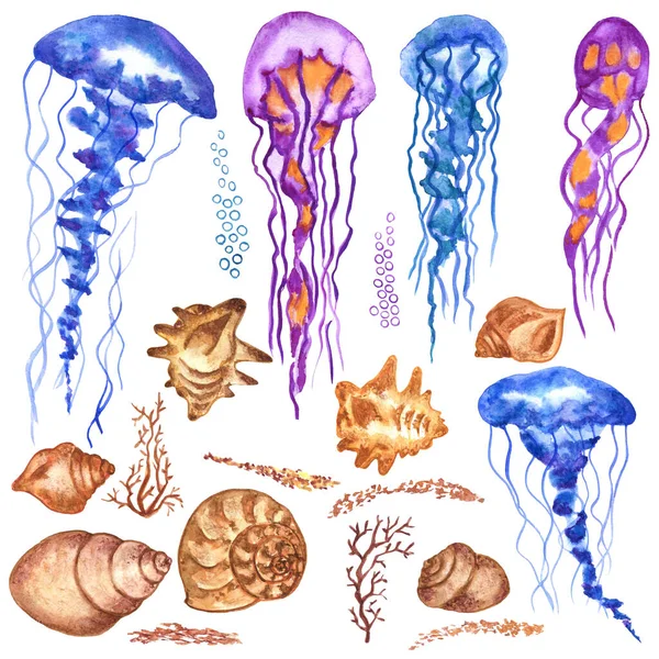海の背景のためのクラゲや貝殻の図面のセット 水彩イラスト 白地に隔離された — ストック写真