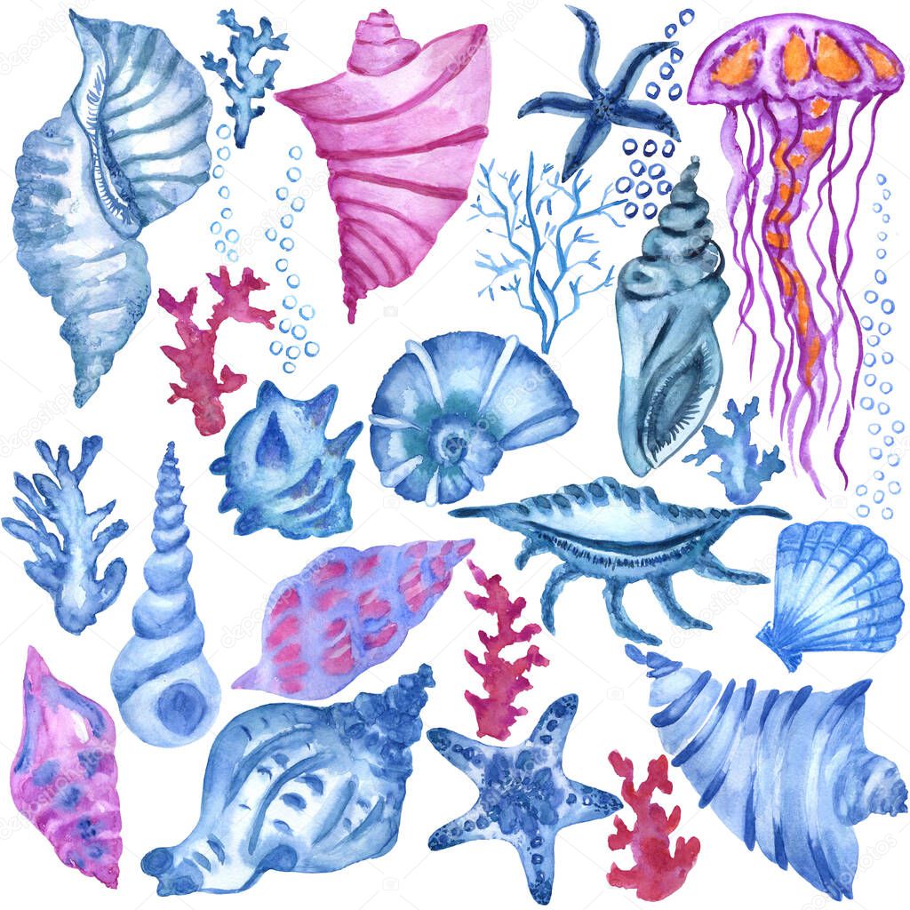 A set of drawings of corals and seashells for the marine background. Watercolor illustration. Isolated on white background. 