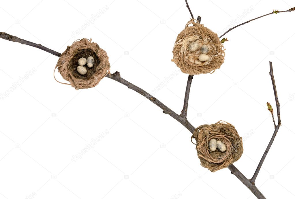Bird's nest on a branch on on white background