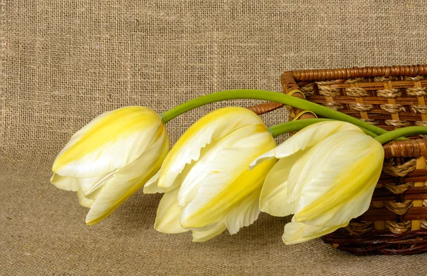 Bouquet of yellow tulips on burlap background — Stock Photo, Image