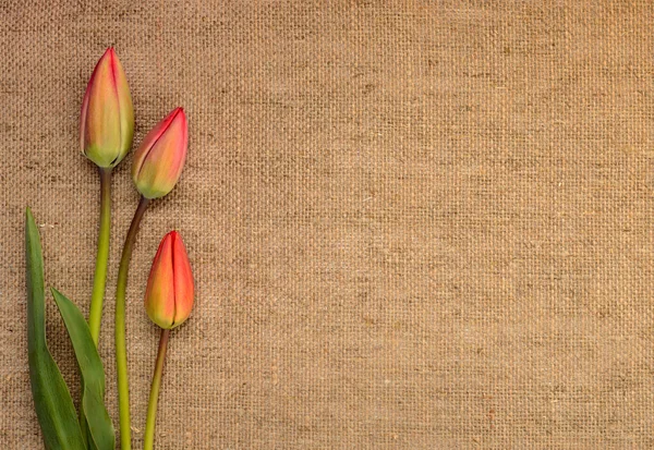 Frame of tulips on burlap background — Stock Photo, Image