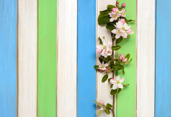 Flowering branch of peach and colored wooden strips, top view — Stock Photo, Image