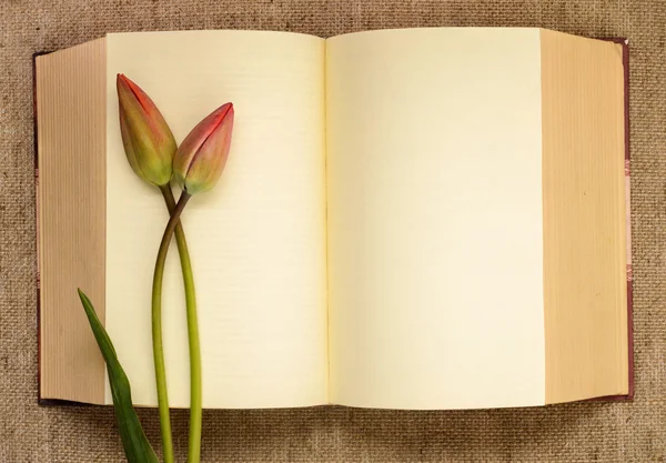 Dois bud tulipas em livro aberto — Fotografia de Stock