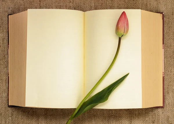 Tulip bud on the background of the open book — Stock Photo, Image