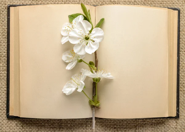 Livro aberto e um ramo de flores de cerejeira — Fotografia de Stock