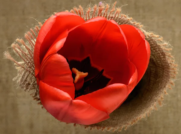 Tulips top view close up — Stock Photo, Image