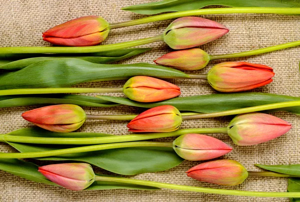 Buds of red tulips on burlap background — Stock Photo, Image