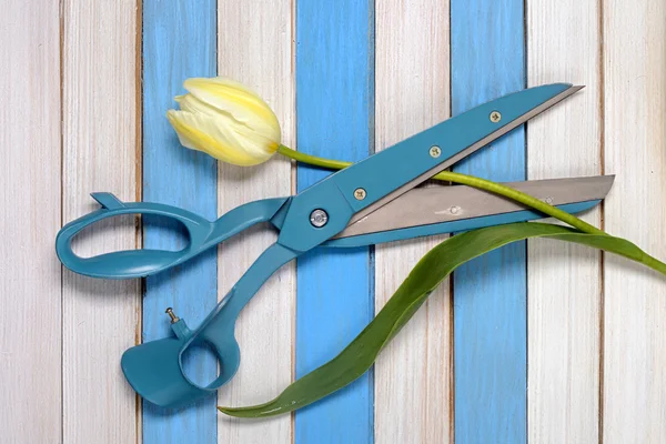 Большие голубые ножницы, желтый тюльпан и цветные деревянные полоски — стоковое фото