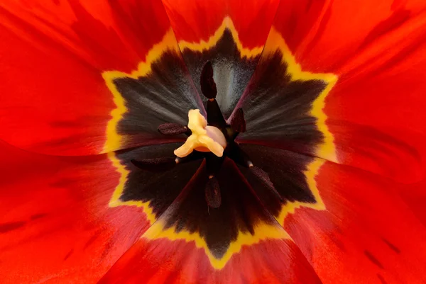 Red tulip close up — Stock Photo, Image