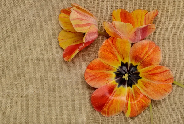 Three orange tulips on the background of burlap — Stock Photo, Image