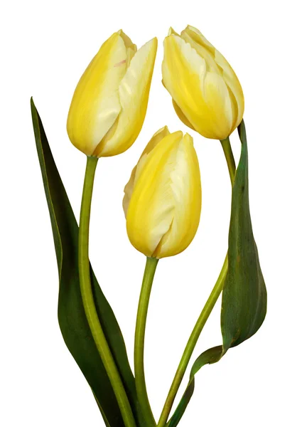 Three yellow tulips isolated on white background — Stock Photo, Image