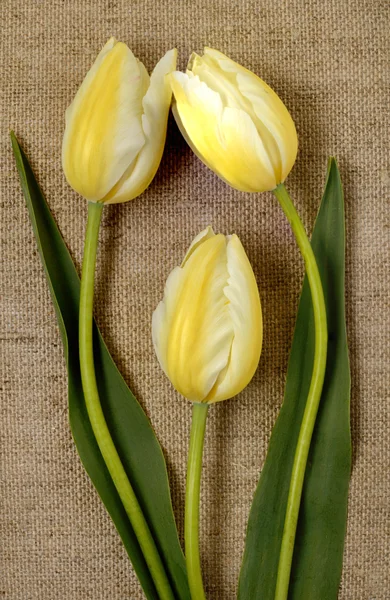 Bouquet of yellow tulips on burlap background — Stock Photo, Image