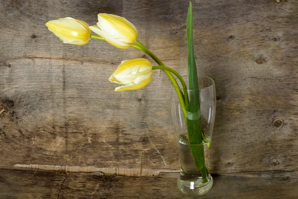 Três tulipas amarelas em um vaso de vidro no fundo da serapilheira — Fotografia de Stock