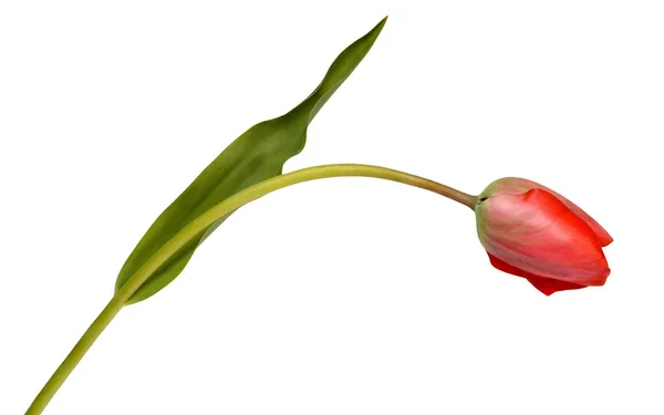 Red tulip isolated on white background — Stock Photo, Image