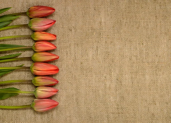Buds of red tulips on burlap background — Stock Photo, Image