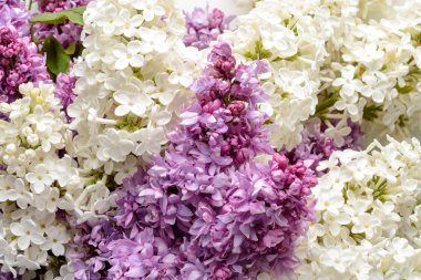 Çiçekler beyaz leylak