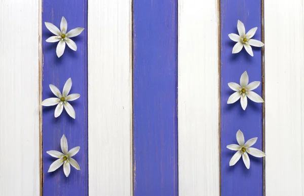 White flowers and colored wooden background — Stock Photo, Image