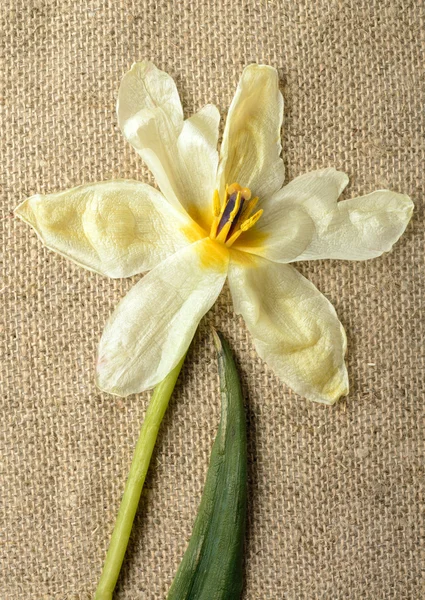Yellow tulip on the background of burlap — Stock Photo, Image