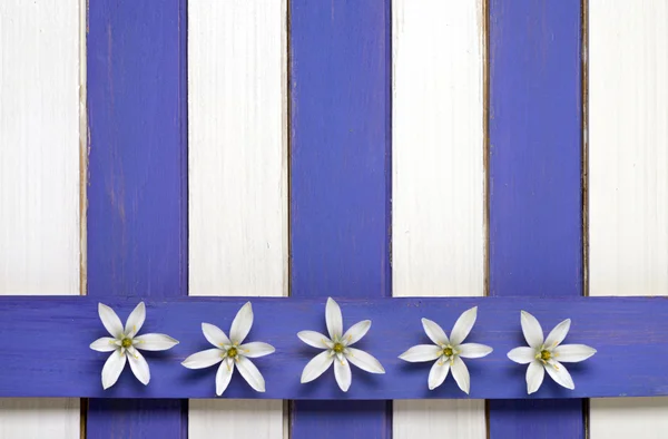 White flowers and colored wooden background — Stock Photo, Image