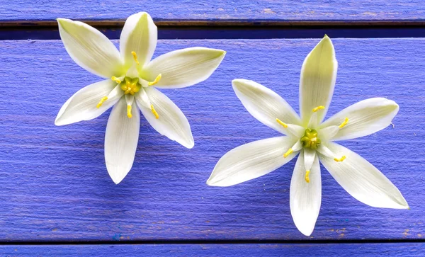 Duas flores brancas close-up e fundo de madeira colorido — Fotografia de Stock