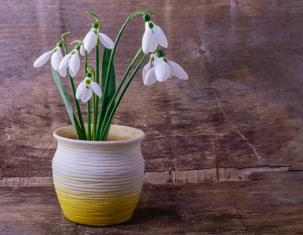 Bouquet of snowdrops in a clay pot — Stock Photo, Image