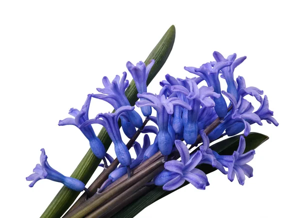 Bouquet of blue hyacinth isolated on white background — Stock Photo, Image