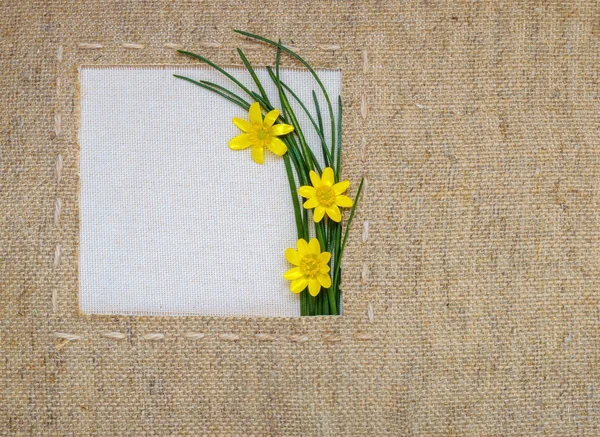 Yellow flowers, green grass and burlap frame with space for text — Stock Photo, Image