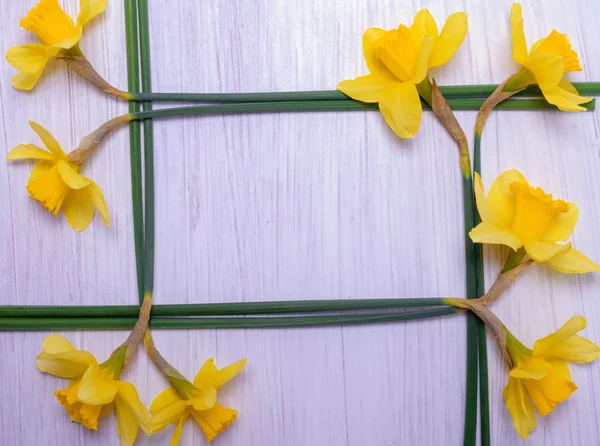 Narcisos e espaço para texto — Fotografia de Stock