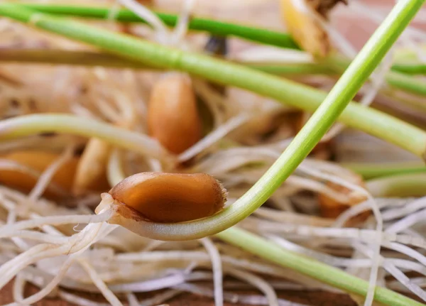 Çimlenmiş tohumlar — Stok fotoğraf