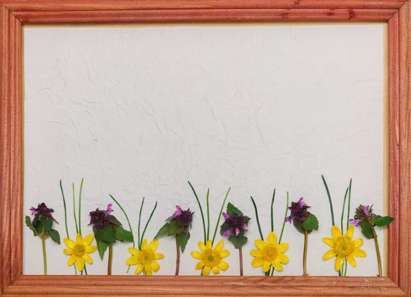 Yellow and purple flowers, green grass on bright paper in a wooden frame with space for text — Stock Photo, Image