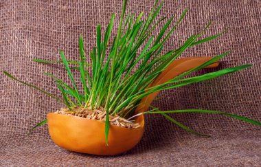 Bir tahta kaşık germinated lahanası yulaf