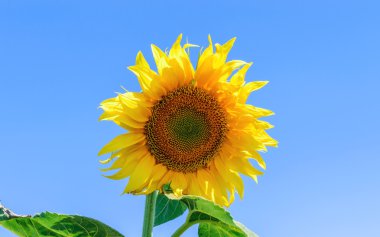 Ayçiçeği mavi gökyüzü arka plan üzerinde