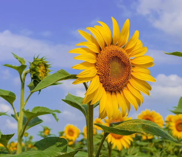 Girasole su sfondo di cielo blu — Foto Stock