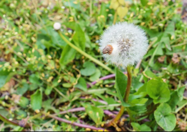 蒲公英在草背景 — 图库照片