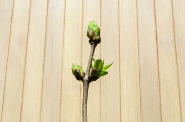 genç yaprakları ile şube