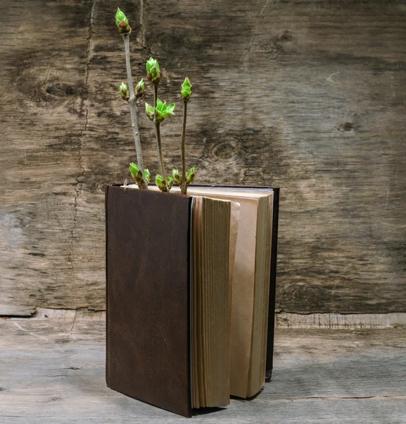 Book and a branch with young green leaves — Stock Photo, Image