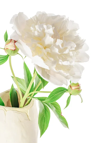 Peony flower in the vase isolated on white background — Stock Photo, Image