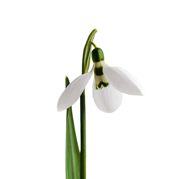 Χιόνι λουλούδι σταγόνα απομονώνονται σε λευκό φόντο — Φωτογραφία Αρχείου