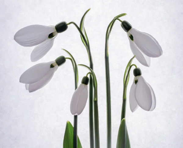 Buquê de snowdrops — Fotografia de Stock