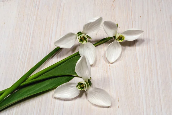 Bouquet of snowdrops — Stock Photo, Image