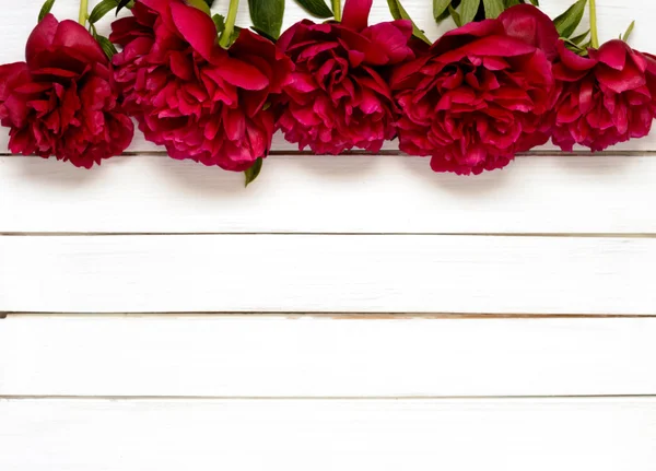 Burgundy peonies on the white wooden background — Stockfoto