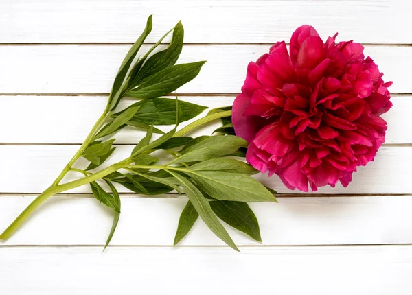 Burgundy peony on the  wooden background — Stock Photo, Image