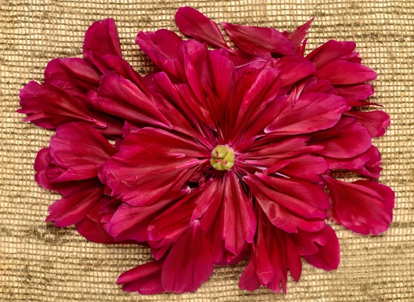 Burgundy peony petals — Stock Photo, Image