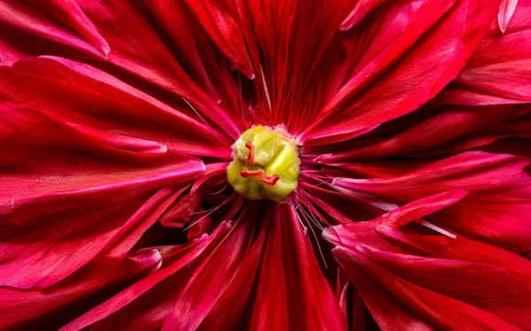 Burgundy peony petals — Stock Photo, Image