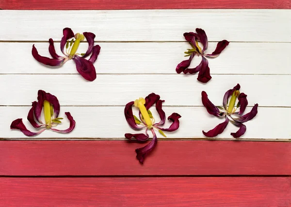 Dried tulip on the  background of wooden panels — Stock Photo, Image