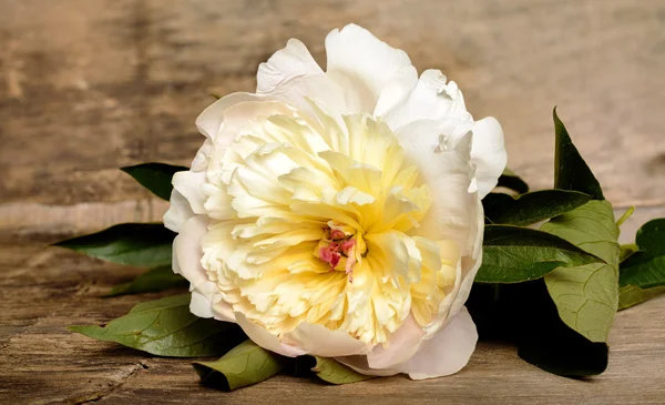 White peony on the wooden background — Stock Photo, Image