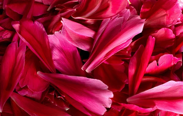 Burgundy  peonies petals — Stock Photo, Image