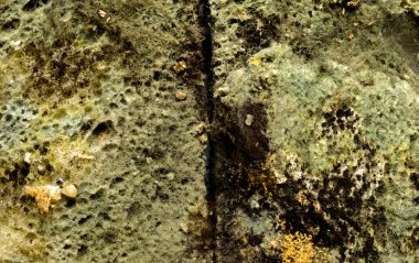 Ekmek, arka plan kalıp