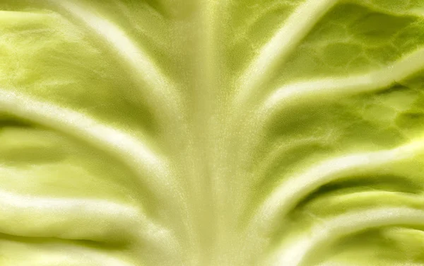 Cabbage leaf, background — Stock Photo, Image